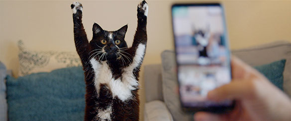 猫と、とうさん、画像メイン