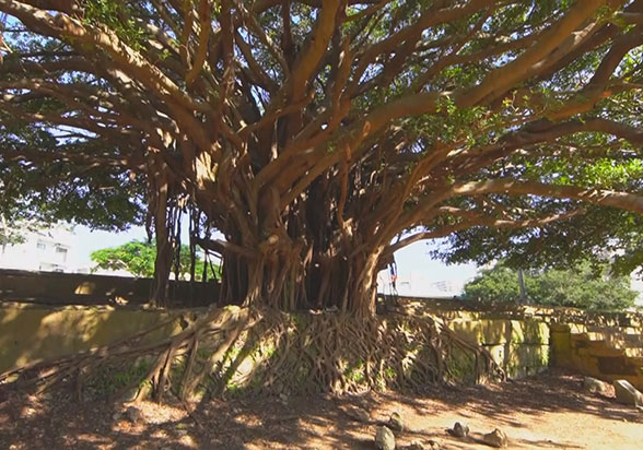 米軍(アメリカ)が最も恐れた男 カメジロー不屈の生涯、画像3