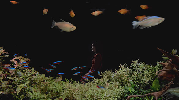 片袖の魚、画像4