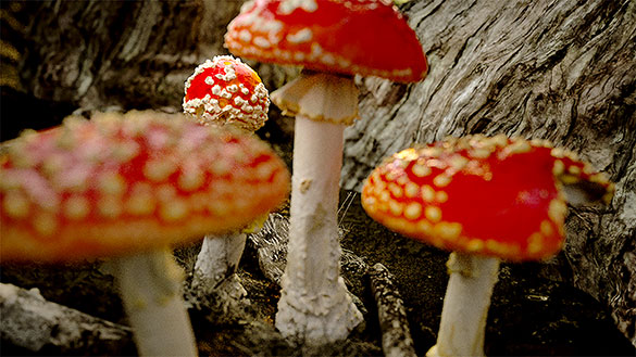 素晴らしき、きのこの世界、画像1