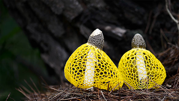 素晴らしき、きのこの世界、画像5