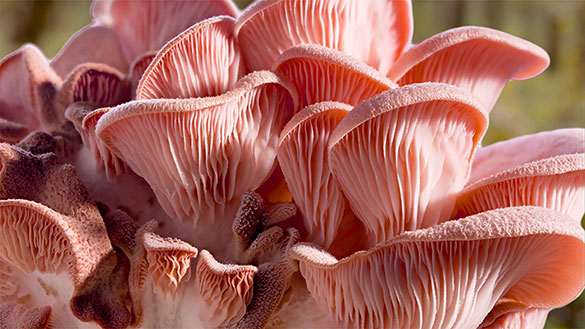 素晴らしき、きのこの世界、画像7