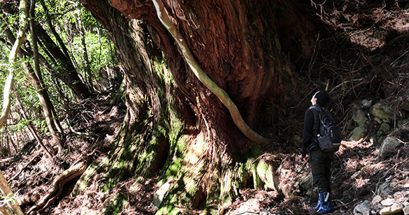 森に聴くListen to the Forest、画像メイン