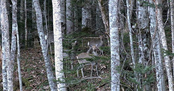 森に聴くListen to the Forest、画像13