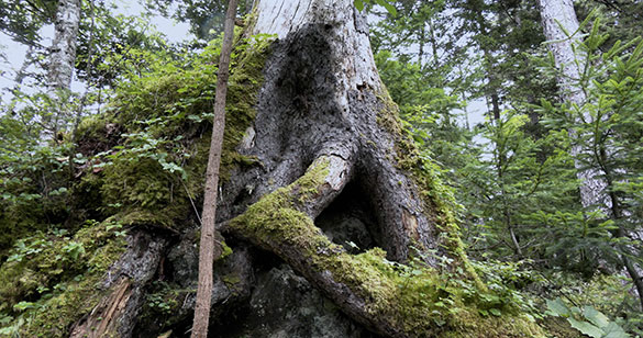 森に聴くListen to the Forest、画像14