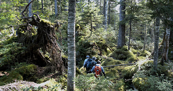 森に聴くListen to the Forest、画像5