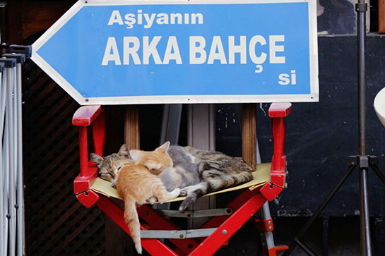 猫が教えてくれたこと