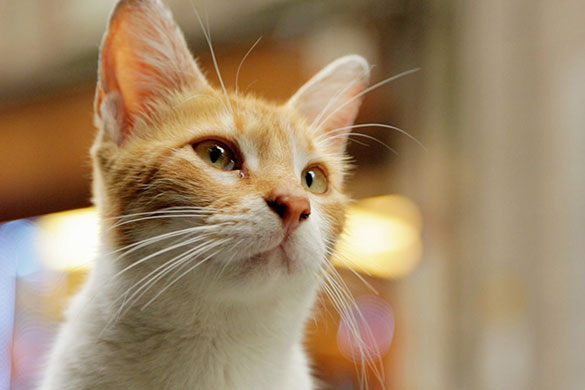 猫が教えてくれたこと、画像10