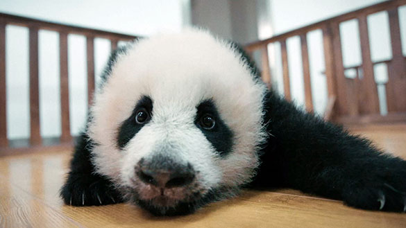 パンダのすごい世界、画像3