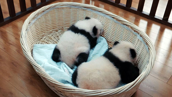 パンダのすごい世界、画像5
