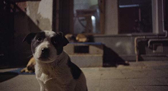 ストレイ 犬が見た世界、画像2