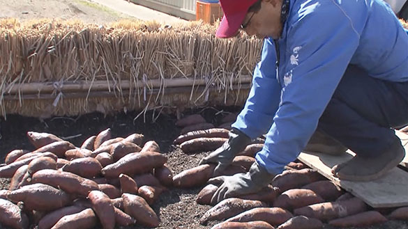 タネは誰のもの、画像メイン