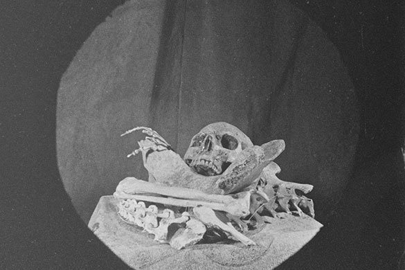 オオカミの家 同時上映：『骨』、画像11