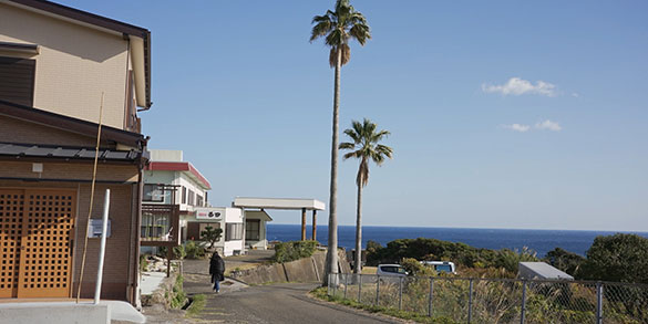 椰子の高さ、画像5