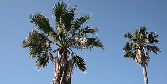 椰子の高さ、画像6